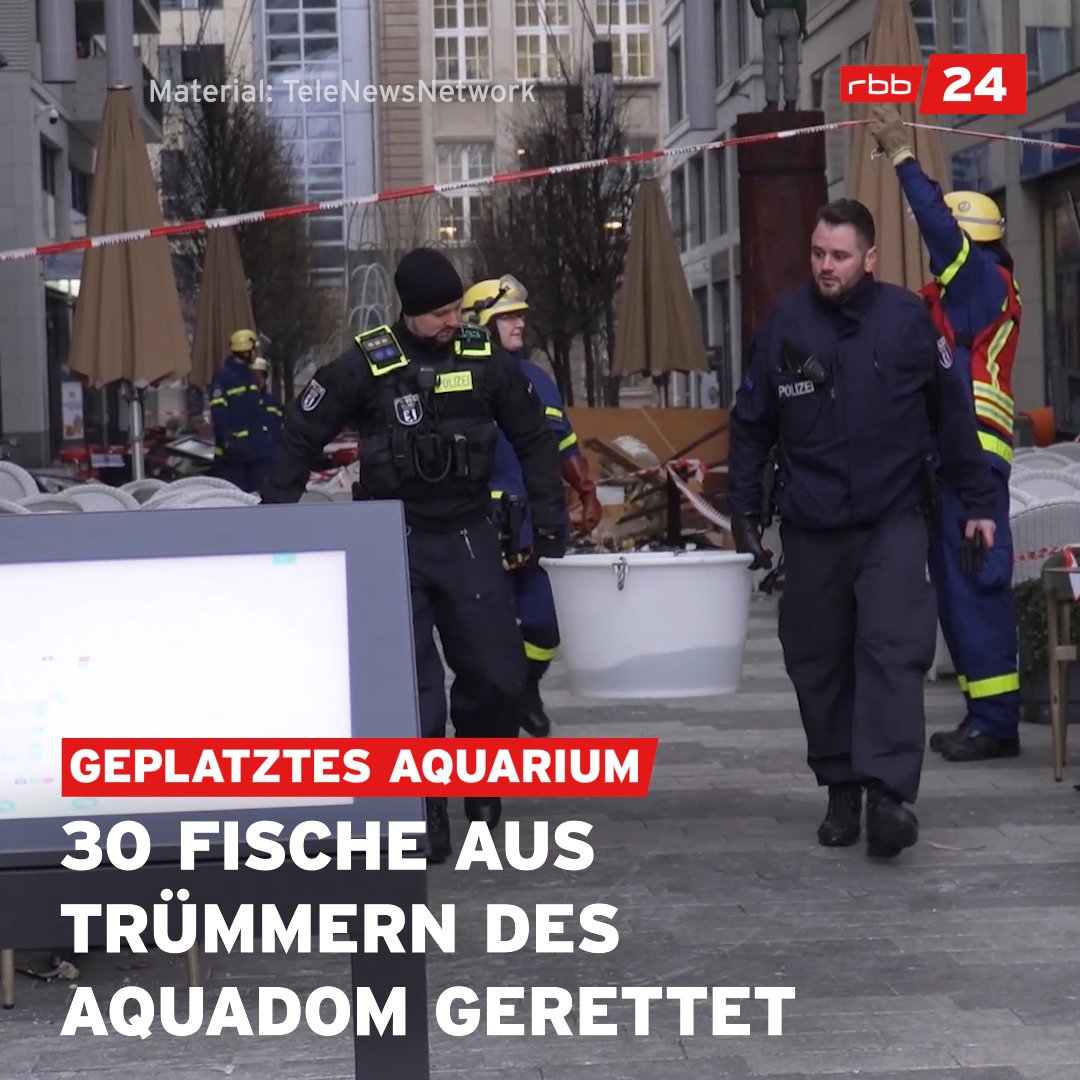 🐟Diese 30 Fische haben die Zerstörung des #Aquariumberlin überlebt 👇 dank der Höhenrettung der Berliner Feuerwehr. Normalerweise retten sie Menschen von Hochhäusern. Heute waren sie für die Tiere des #Aquadom in #Berlin im Einsatz. #aquarium