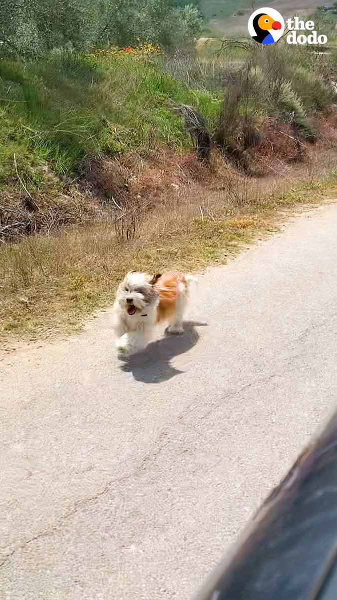 Dog chases after couple's car asking to be rescued — watch what happens when they introduce her to their cats ❤️