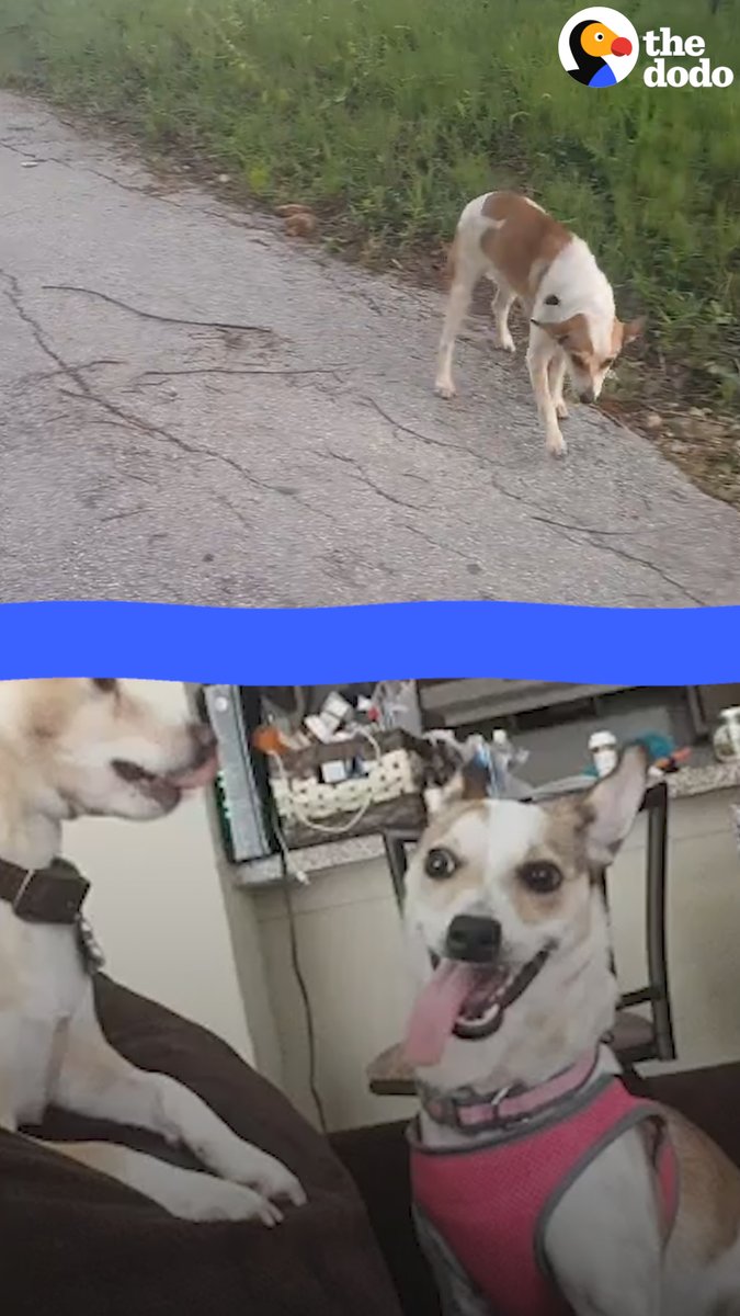 Woman's been going to a 'dumping ground' to save abandoned dogs every morning for 10 years — wait and see the before and afters that make it all SO worth it 💗