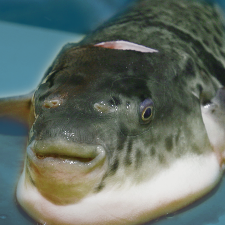 Over 10,000 tons of tiger fugu is eaten in Japan every year, but in high seasons, be expected to pay almost $300 per kilo