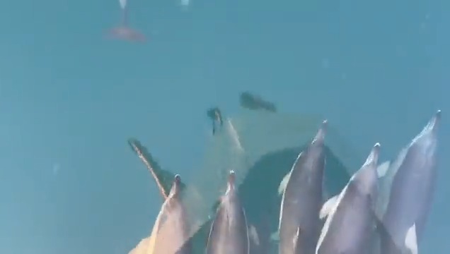 A pod of dolphins escorting our Bilim-2 research vessel at Sinop, Black Sea shores 🛳️🐬 "The sea, once it casts its spell, holds one in its net of wonder forever" - Jacques-Yves Cousteau, Oceanographer METU Institute of Marine Sciences #BlackSea #Dolphin #ODTÜ #METU #middleeasttechnicaluniversity