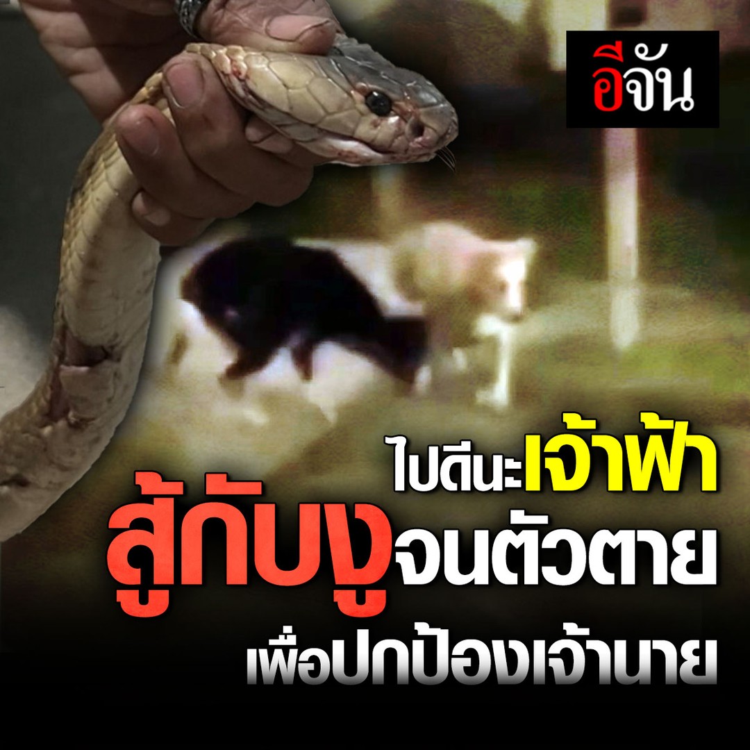 ไปดีนะ เจ้าฟ้า สู้กับงู จนตัวตาย เพื่อปกป้องเจ้านาย เจ้าของสุดเศร้า…เจ้าฟ้า หมาเพศเมียสู้กับงูสุดชีวิต ปกป้องเจ้าของ จนถูกงูกัด ทนพิษบาดเเผลไม่ไหว ตายในที่สุด #หมา #งูเห่า #อีจัน อ่านข่าว คลิก :