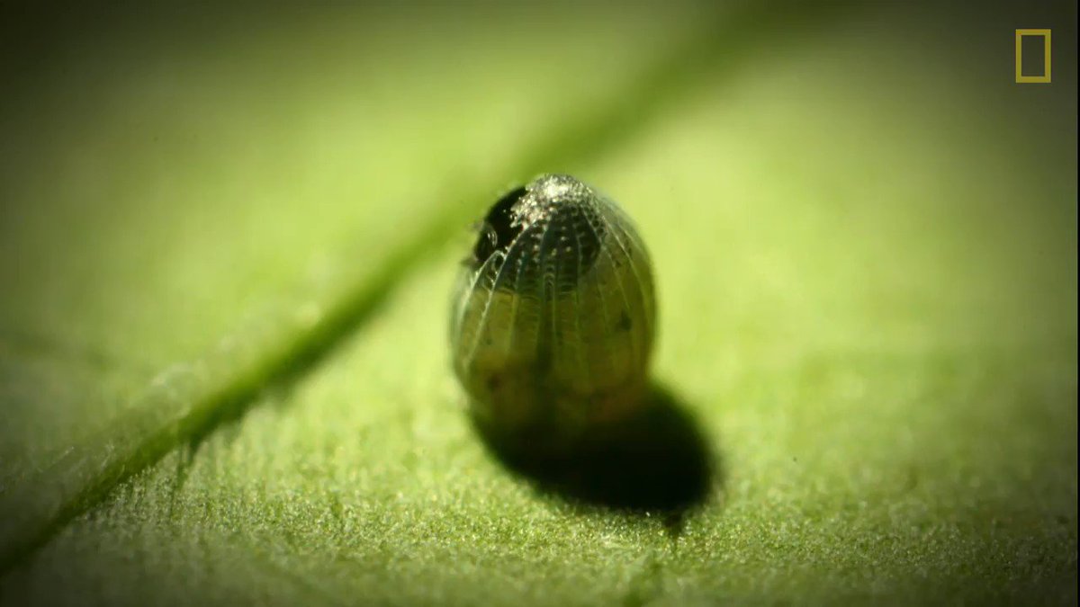 It takes four days for a larva to hatch—then it feasts for two weeks