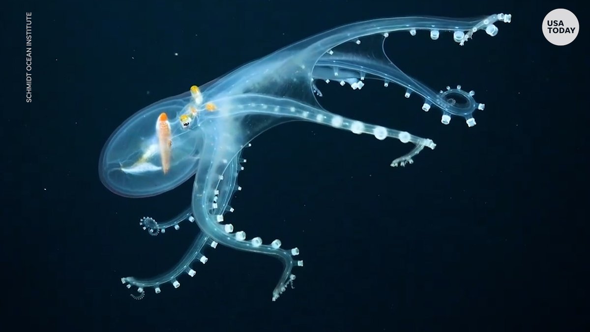 A rare see-through octopus was seen swimming far above the sea floor.