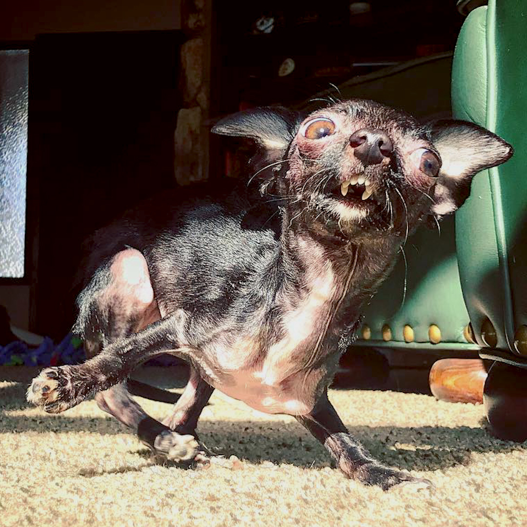 This tiny, very unusual dog is filled to the brim with happiness and gratitude for her rescuer 😍