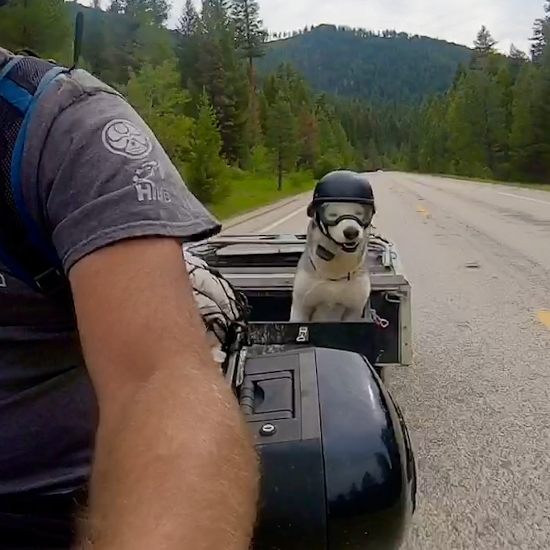 This dog's favorite thing is riding Dad's motorcycle — and now that he's 10, they do the cutest thing to keep him safe 😍