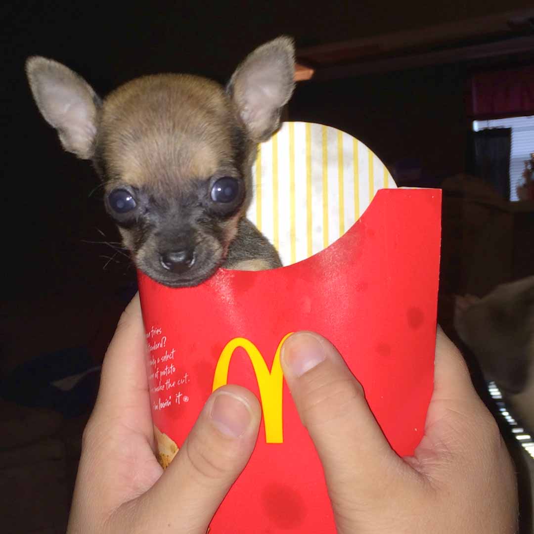 Imagine if this was your dog 💛💛💛 TurboRoo