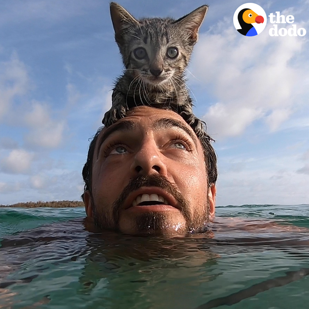 This kitten RUNS into the ocean to swim with her dad 😻