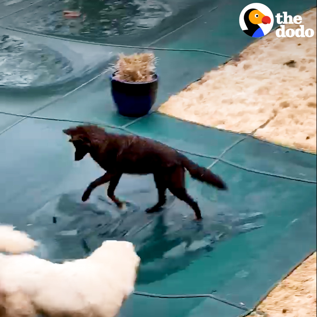 Friendly coyote is spotted playing with neighborhood dogs — watch what happens when he meets one of his own 🖤