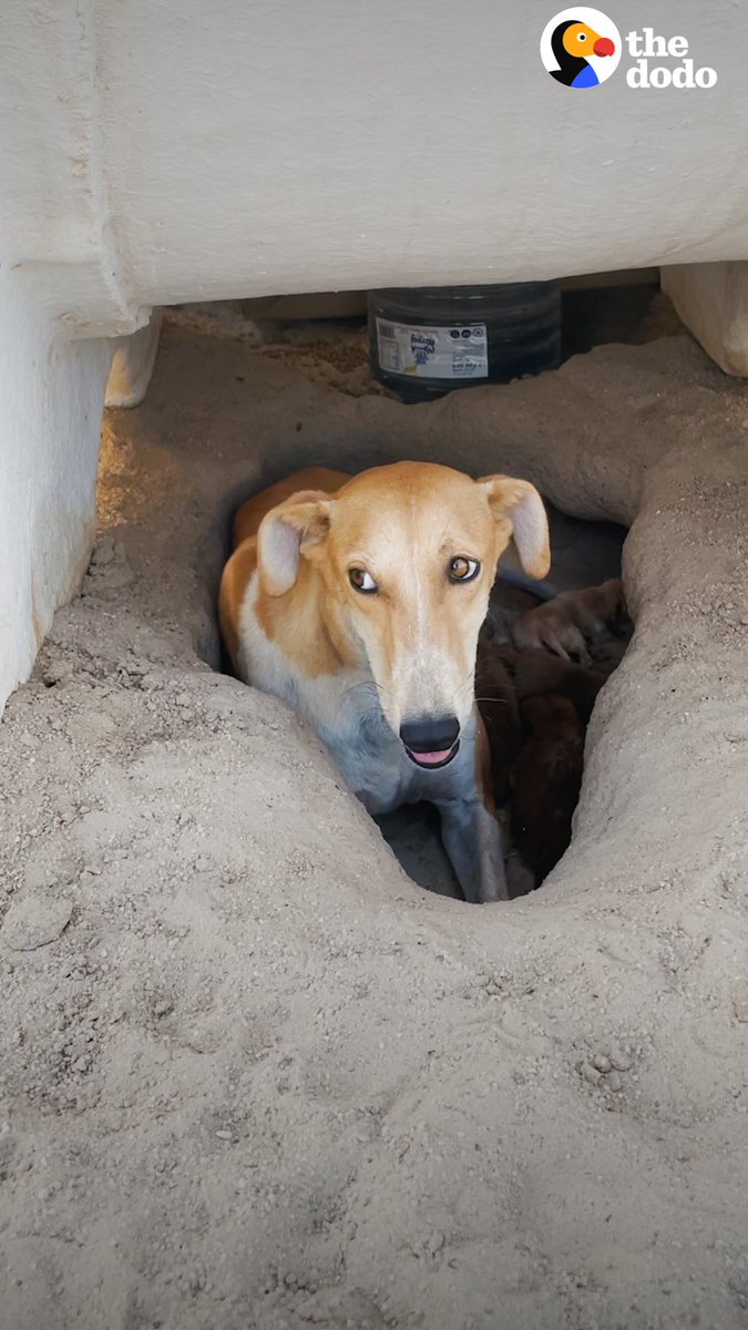 Mama dog was protecting her puppies in the middle of a 122-degree desert... watch the moment she finally relaxes ❤️