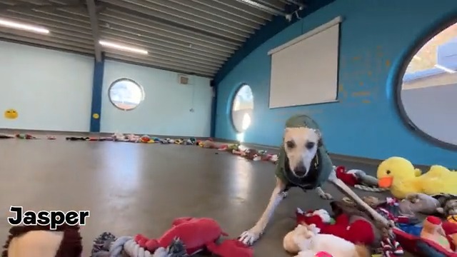 #SantaPawsDay is here! The day all the dogs get to choose their very own toy for Christmas! 🎅🐾 Thank you so much to everyone who helped Santa Paws out by sending in a toy 💛 A very Merry Christmas to everyone watching, from all of the humans and dogs of Dogs Trust Ireland 🎄🎅