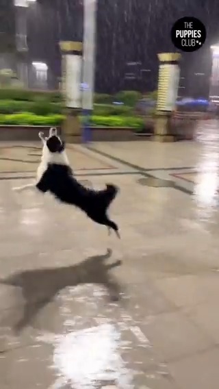 Dogs find happiness in everything! ❤️🤩
