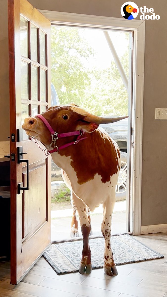 700-pound cow curls up on living room rug to watch TV with Mom every day 🥰