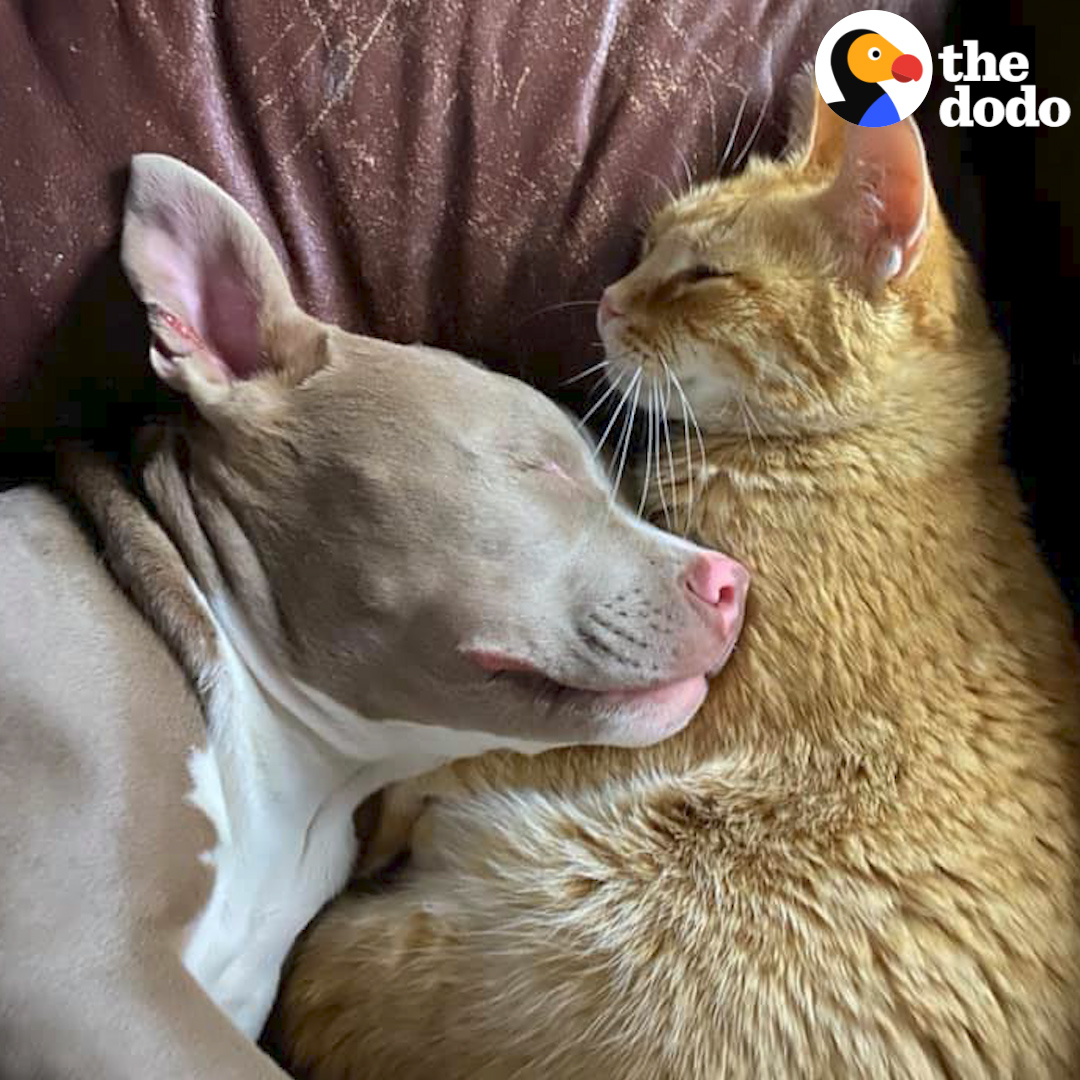 Watch a blind pittie puppy show a heartbroken cat how to be happy 💗