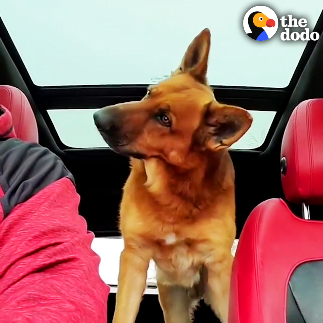 This German shepherd understands everything his dad tells him — and he was so concerned when he heard his grandma was sick 💗