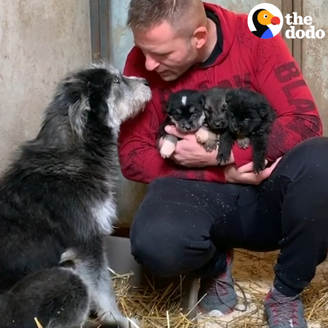 Dog stops people to save her puppies — they grow up to look just like her 💕
