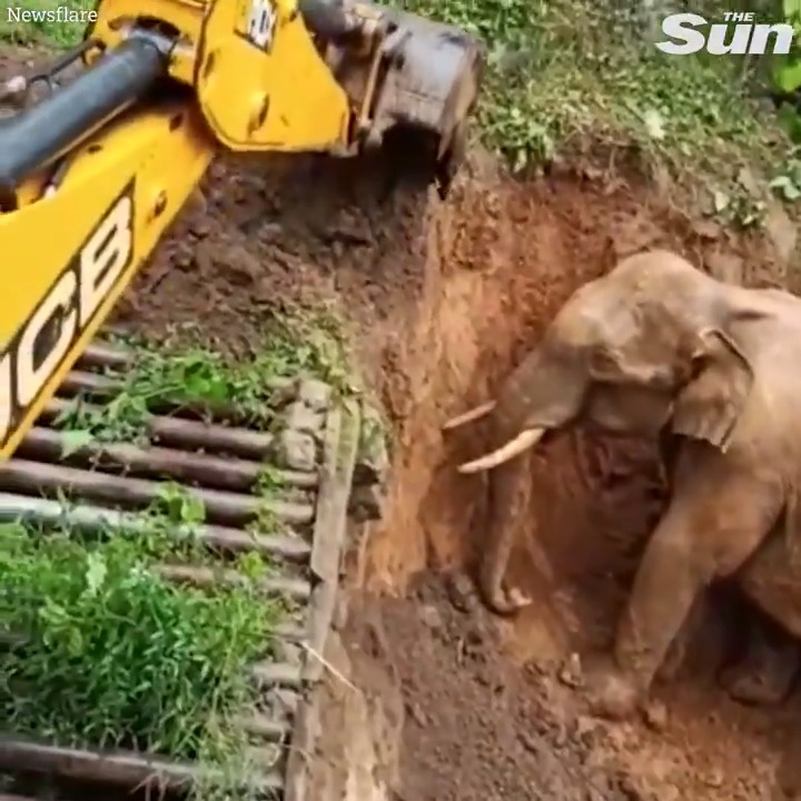 An amazing scene occurred when rescuers used a digger to extricate an elephant from a muddy pit. Source The Sun