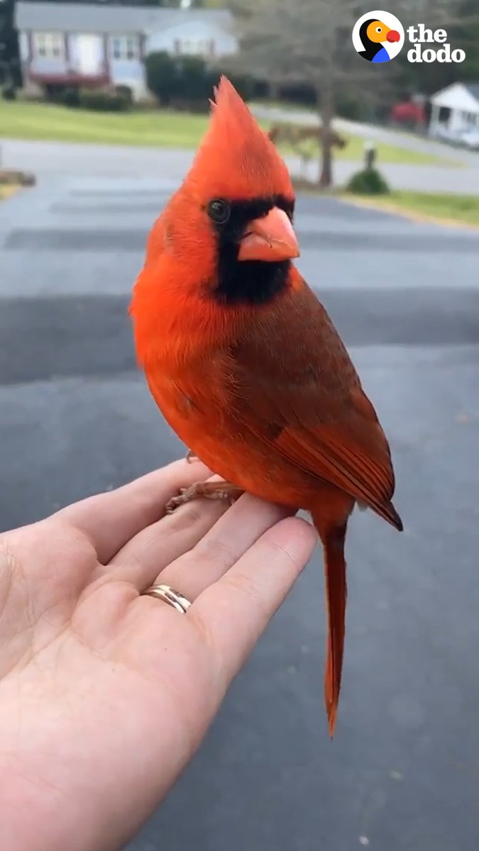 The moment this cardinal finally flies away 😭