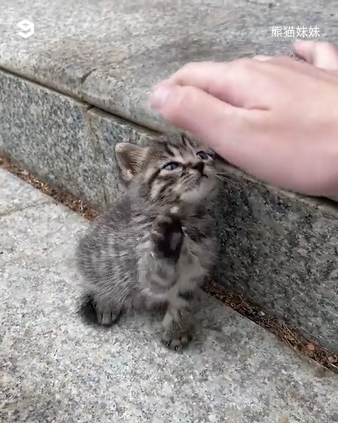 Are you going to be my forever mom #meowed #TheMeowedClub