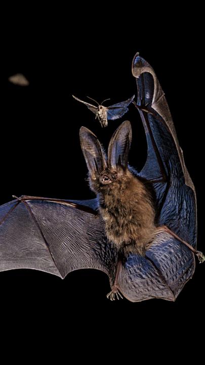 How do you photograph the impossible? Hear Nat Geo Photographer Mark Thiessen explain how he captured a bat eating a moth in darkness—one of our top images of 2022. See more of our Pictures of the Year: Photos and video by Mark Thiessen