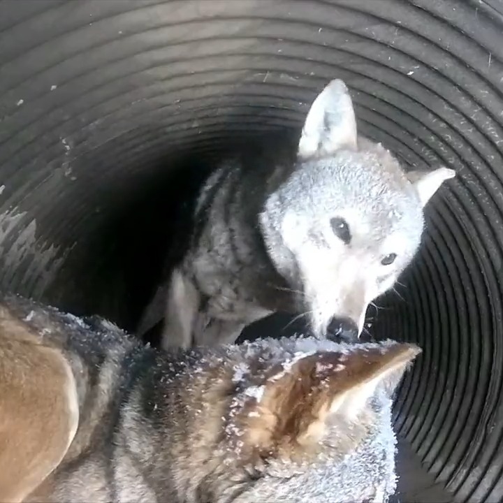 Wolves take care of one another. Be like a wolf 🐺