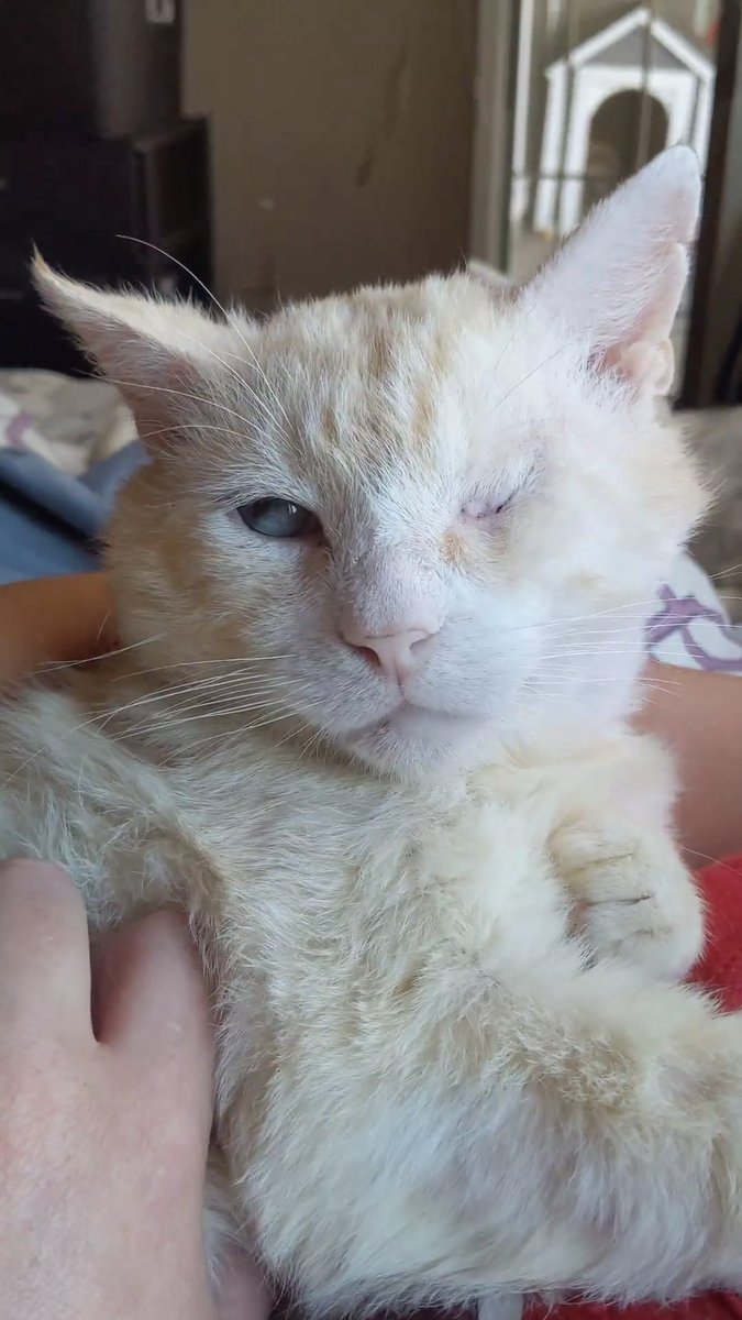 Watch this scruffy feral cat turn into a blue-eyed beauty — and fall asleep on his mom's chest 😍