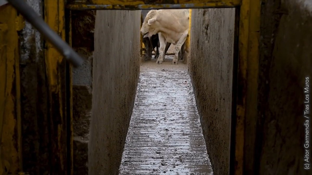 She doesn’t want to go down the chute—she knows it’ll be the last thing she’ll ever do. It’s clear all animals want to live.