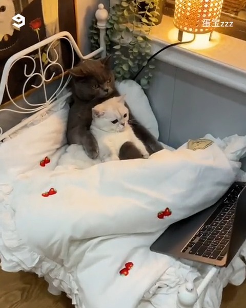 Catflix and chill #meowed #TheMeowedClub