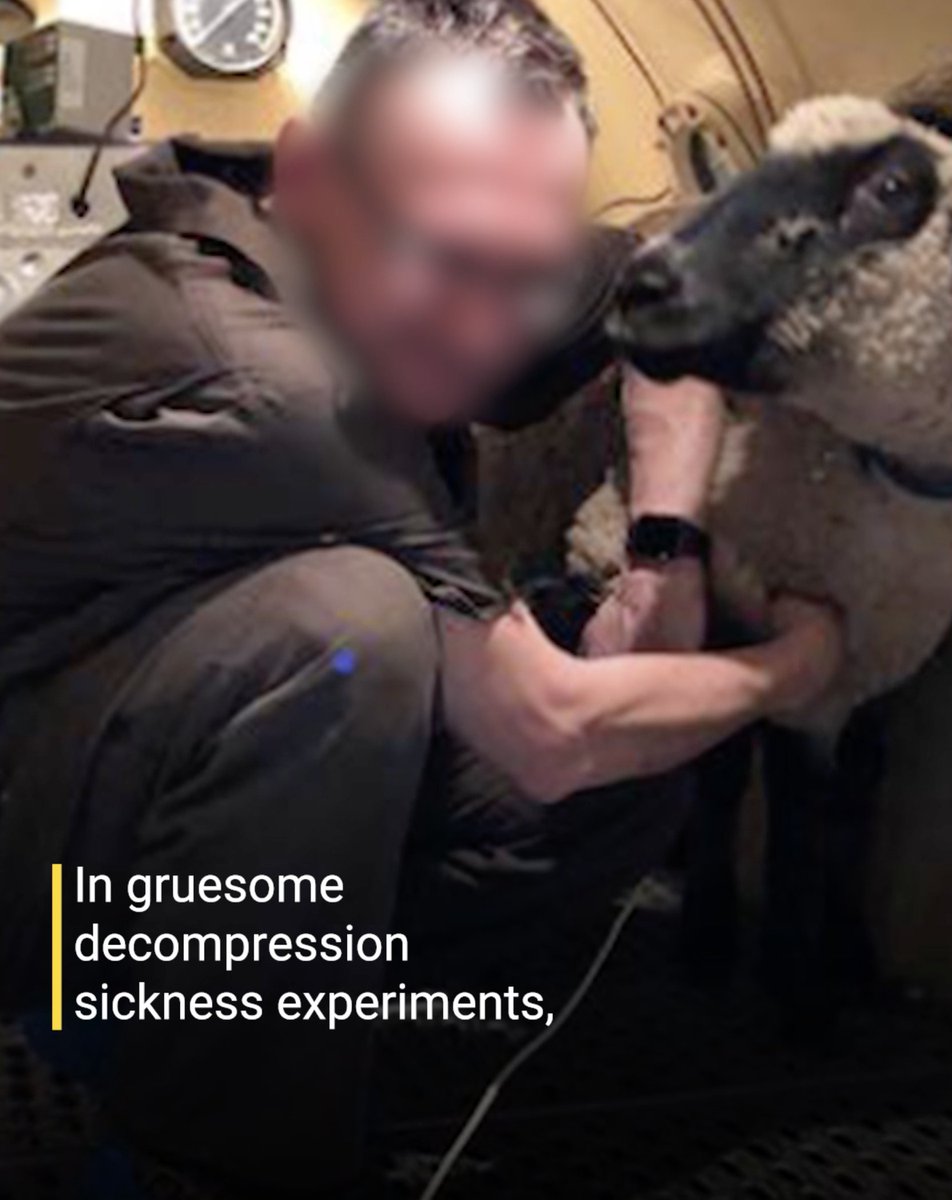 It's time for U.S. Navy to end all decompression and oxygen toxicity tests on animals! RT if you agree ⬇️