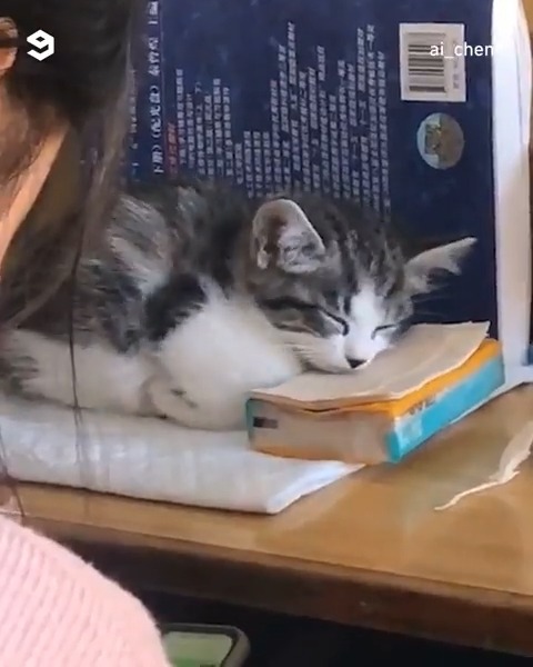 Going to morning classes like 💤 #meowed #TheMeowedClub