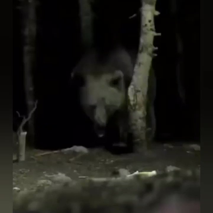 Bursa Uludağ'da devasa boz ayı görüntülendi.