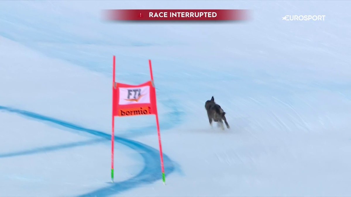 🐶 Quelqu'un a perdu son chien, et le ski s'est trouvé un nouveau champion : en descente ou en montée, incroyable run de notre ami canidé, commenté par FX Rallet ❄️ #ChaletClub
