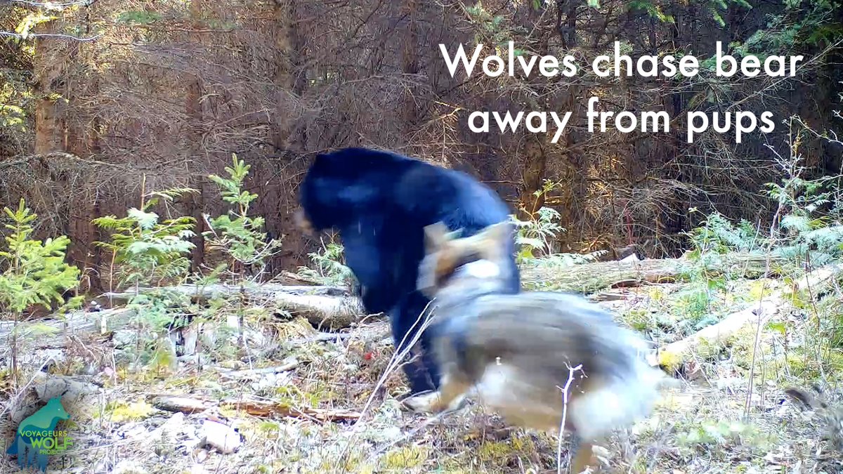 Still probably our luckiest trail cam video ever: the Paradise Pack parents chasing a black bear away from their pups at the den. Not only did we get this on camera but we got it from 3 diff. angles! Something you would never see in our area without trail cams!