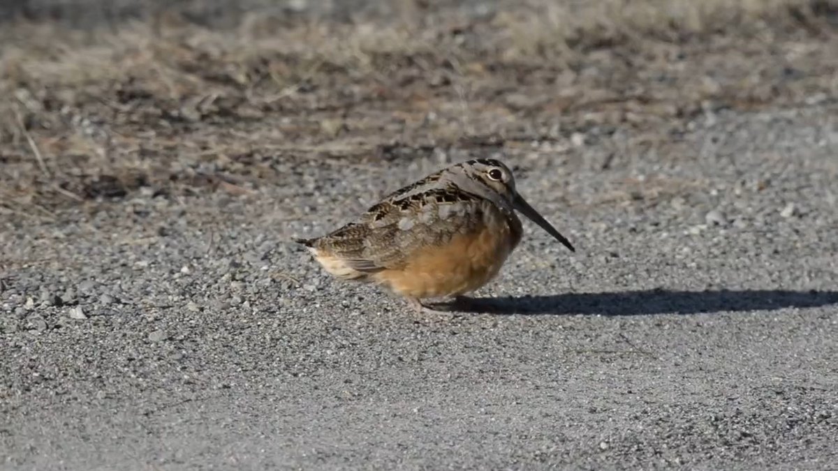 Let's count down our top tweets of 2022! In June, we danced: #3 Happy Friday! Strutting into the weekend like the American woodcock! 🕺🏼💃🏾