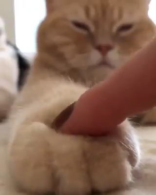 Fluffy murder mittens #meowed #TheMeowedClub From ami____5 | IG