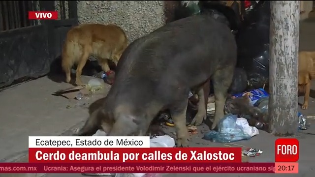 En Ecatepec, Edomex, un enorme cerdo deambula por las calles de Xalostoc. Al porcino se le ve en compañía de dos perros y comiendo basura. #EnUnaHora con Javier Martínez | #SiempreEnVivo | #SiempreContigo | Sigue la señal en vivo por