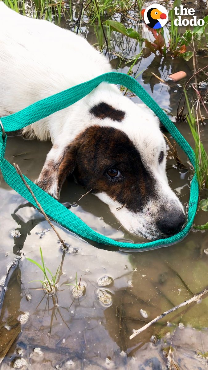 Abandoned dog who flattened himself in fear licks his rescuer's hand for the very first time ❤️ Follow along on TikTok: & Instagram: