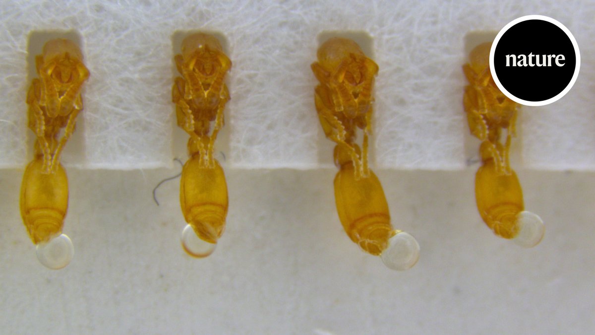 Researchers studying ants have spotted a kind of 'milk' being secreted by juvenile ants in the pupal stage. The strange fluid is nutritious and experiments showed it seems to be important to the health of the colony. Read the nature paper: