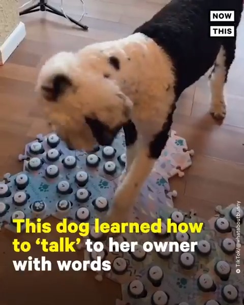 Meet Bunny, the adorable, TikTok-famous dog who learned how to ‘talk’ to her owner 🐶🗣