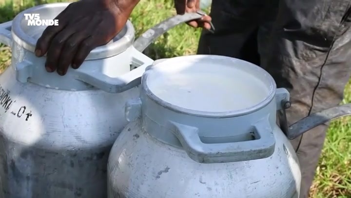 🇨🇩 Dans l'est de la République démocratique du Congo, dans la vallée du territoire du Masisi, les éleveurs de vaches fabriquent un fromage local, très apprécié et mis en vente dans les épiceries de Goma, la capitale provinciale du Nord-Kivu.