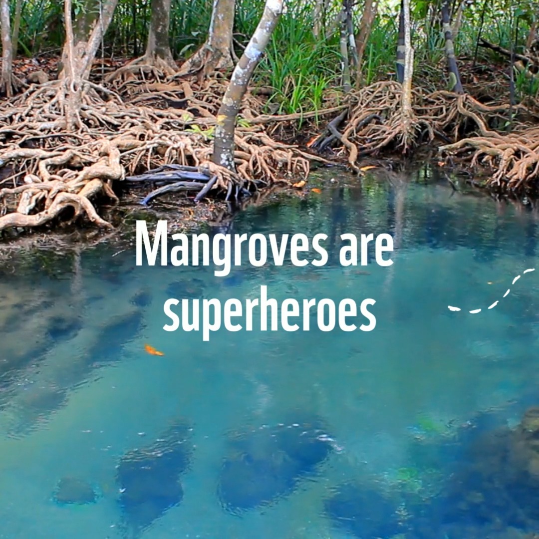 Mangroves are superheroes. They shield shorelines from storms & hurricane winds, create jobs and food security for coastal communities, and provide habitats for thousands of wildlife species. It is vital that we work to protect and restore mangroves, for people and the planet.