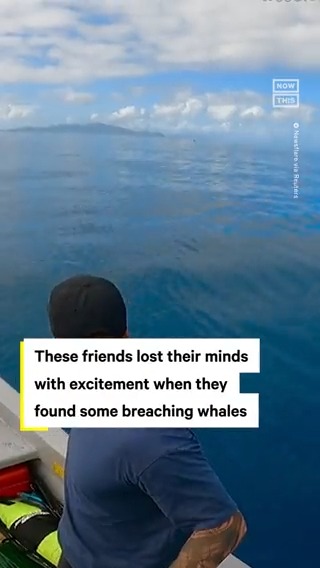 This is the ENERGY we all need! A group of friends in Australia spotted some whales leaping out of the water and couldn’t contain their excitement 🐋