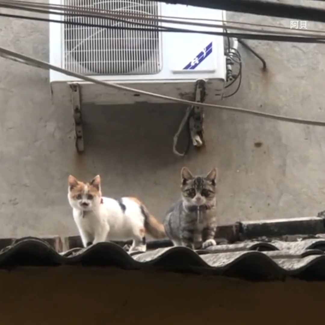 cctv in the neighbourhood