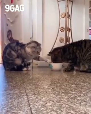 Sometimes human should learn from cats #meowed #TheMeowedClub
