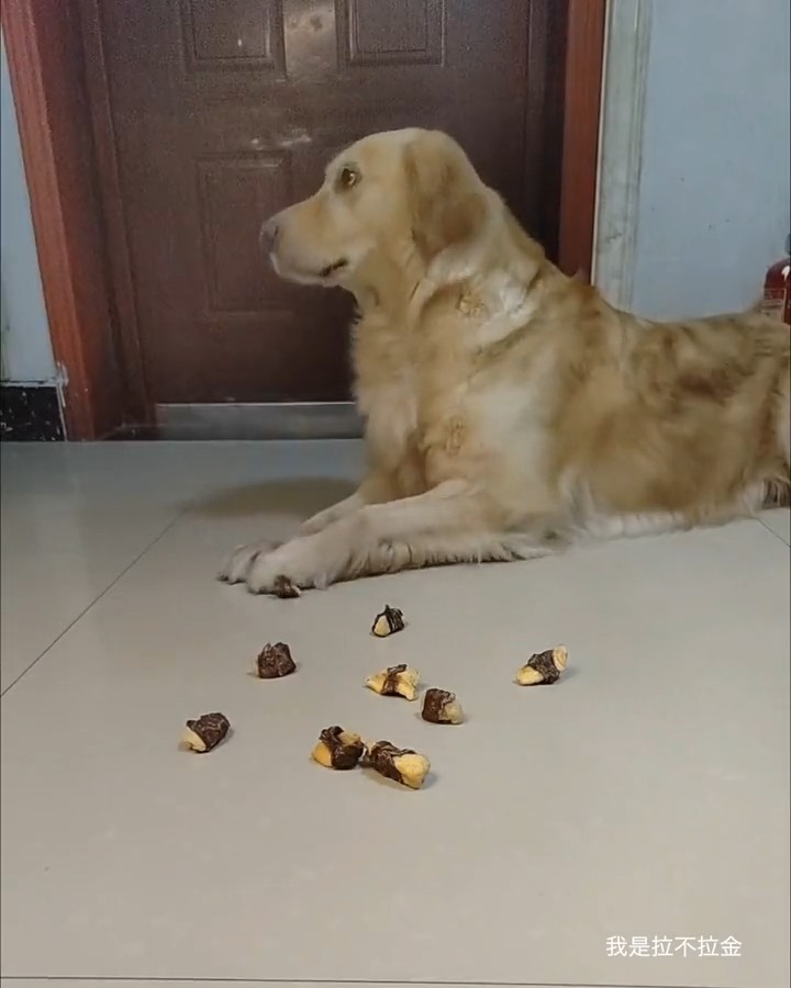 Sneak level 💯 😂🐶