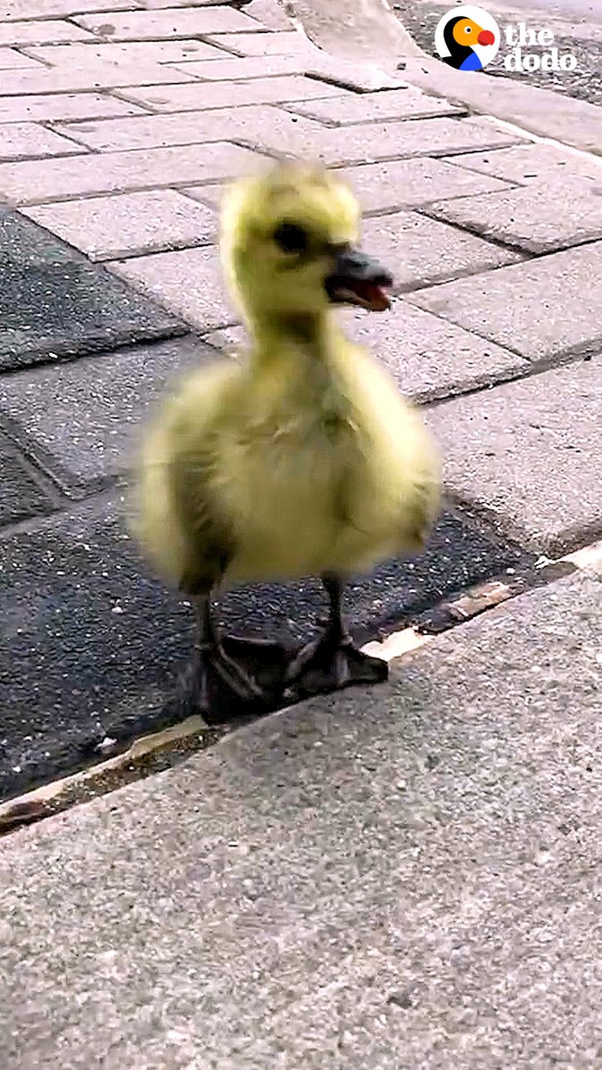 Guy sees a baby goose following him on the street and decides he will stop at nothing to reunite him with his family! 🐥💛 Special thanks to Jeffrey & Ben! Follow along on Instagram: