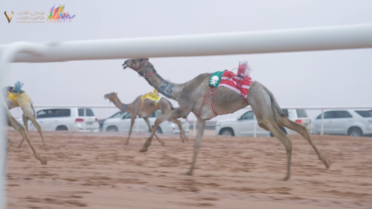 🎥| الهــجــن الحقايق تطوي الميدان في أجواء ممطرة لا مثيل لها😍🐪 #مهرجان_الملك_عبدالعزيز_للإبل7 | #همة_طويق