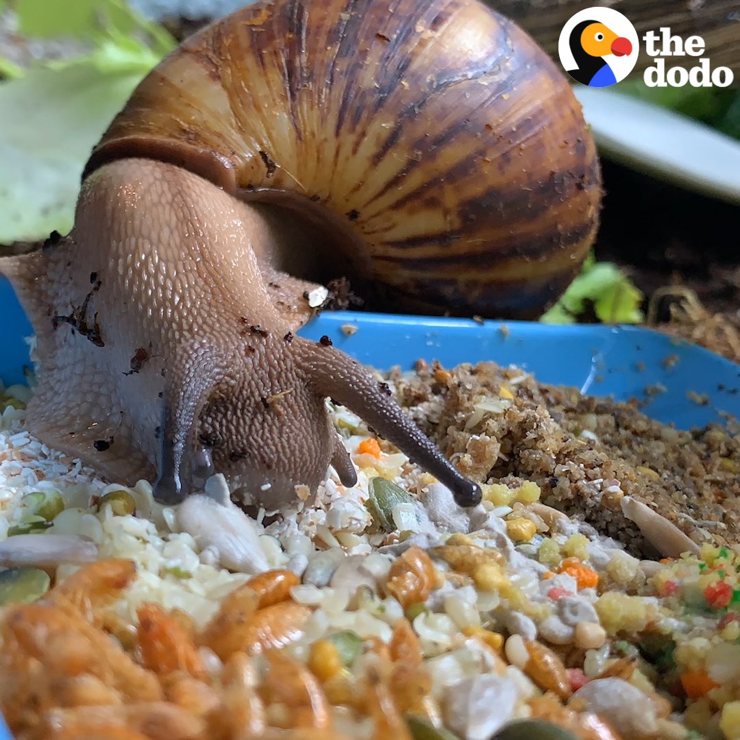Snails are the cutest, most mesmerizing little eaters ever 😍🐌
