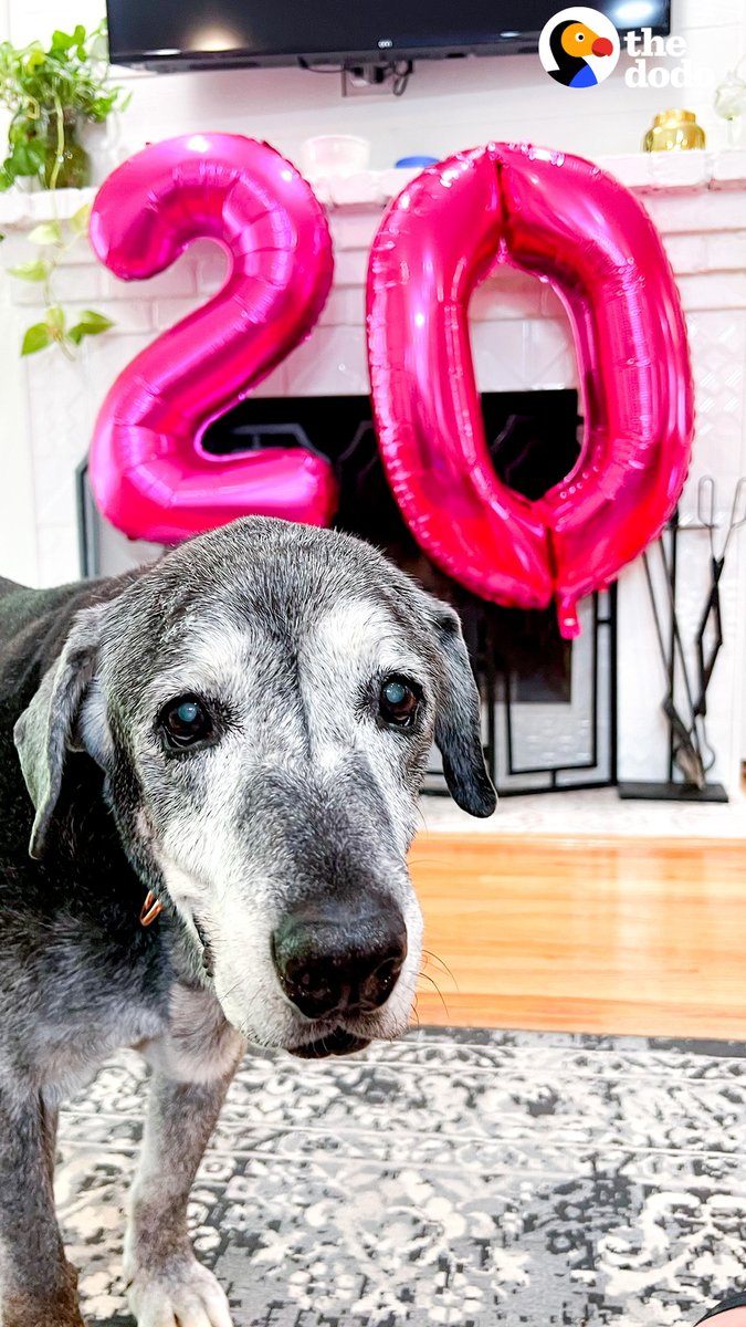 19-year-old Lab gets rescued from the shelter and turns into a puppy when she gets showered with toys ❤️