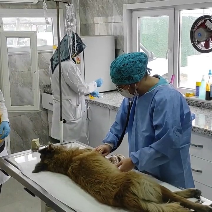 O-3 yolunda zor durumda kalan bir can dostumuzu kurtararak tedavisine başlayan Veterinerlik ekiplerimizi tebrik ediyorum.
